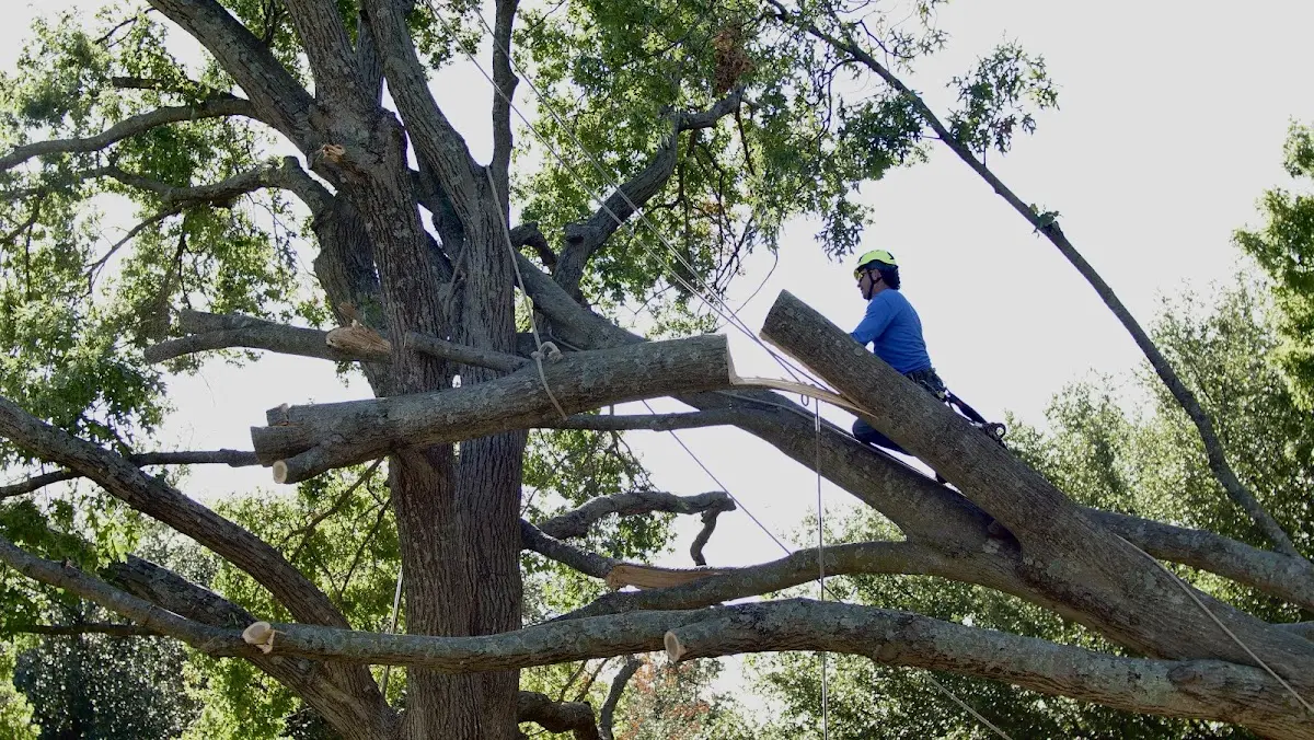 Professional Hazardous Tree Removal performed by certified arborists in Minco